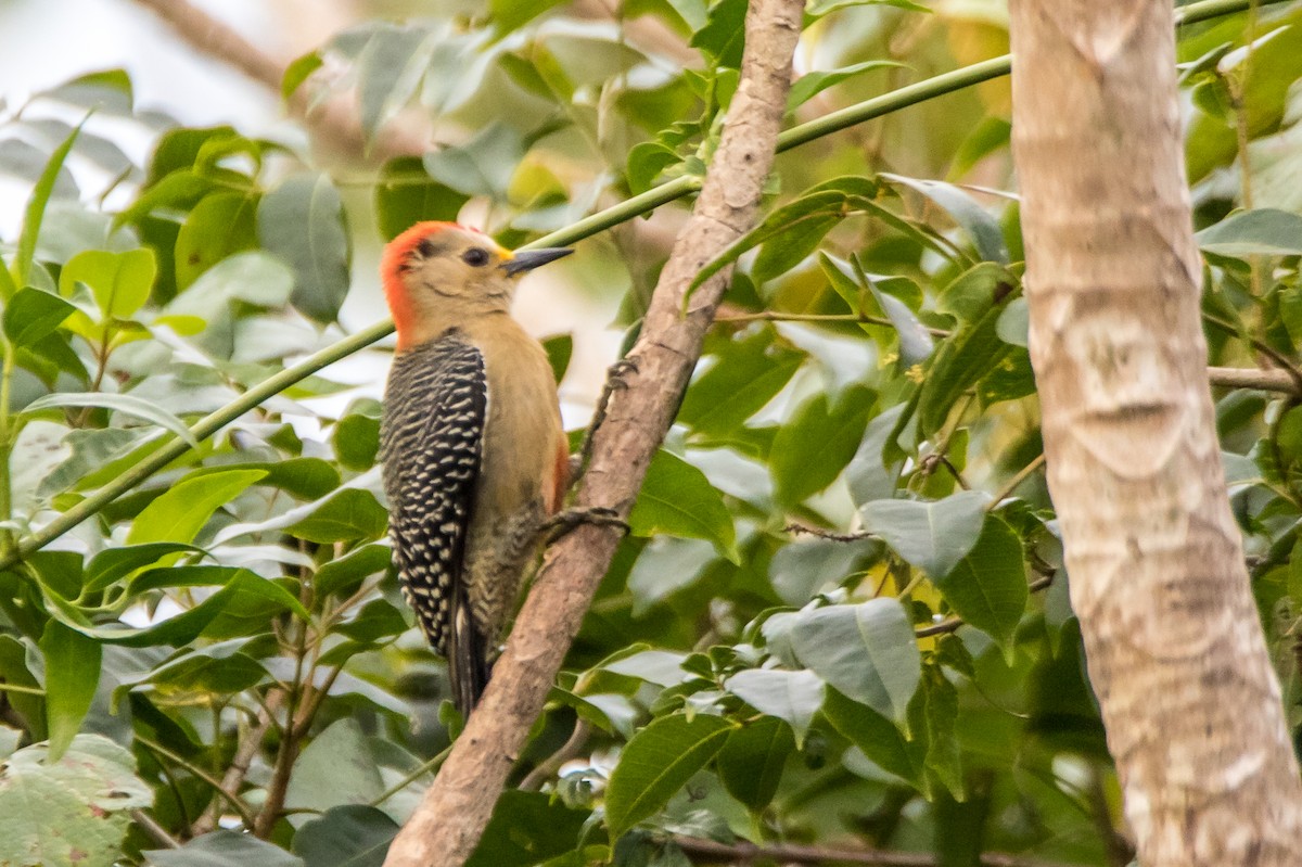 Yucatan Woodpecker - Edward Boyd