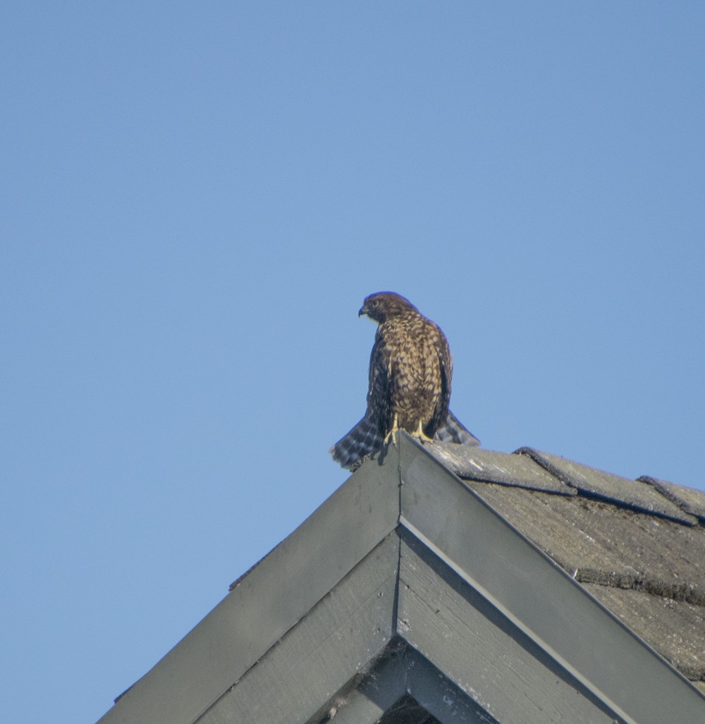 Cooper's Hawk - Heather Fulton-Bennett