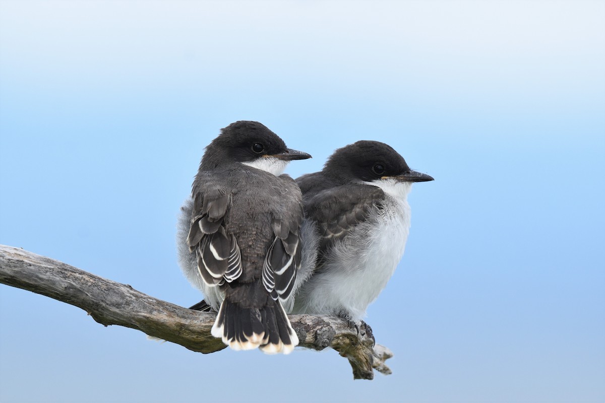 Eastern Kingbird - ML257973081