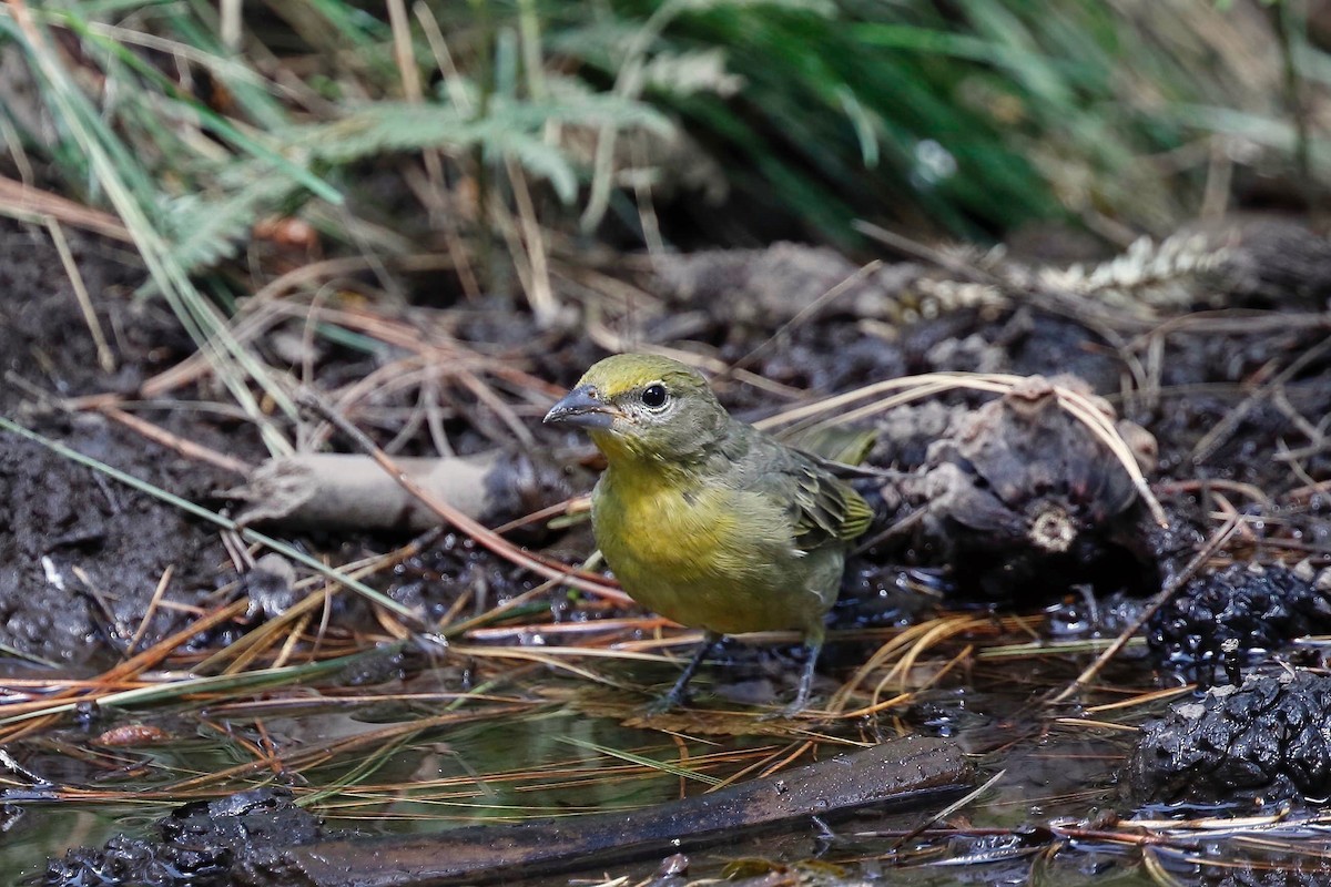 Hepatic Tanager (Northern) - ML257974111