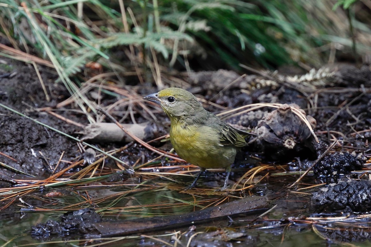 Hepatic Tanager (Northern) - ML257974141