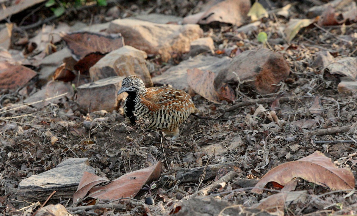 Barred Buttonquail - ML257975901