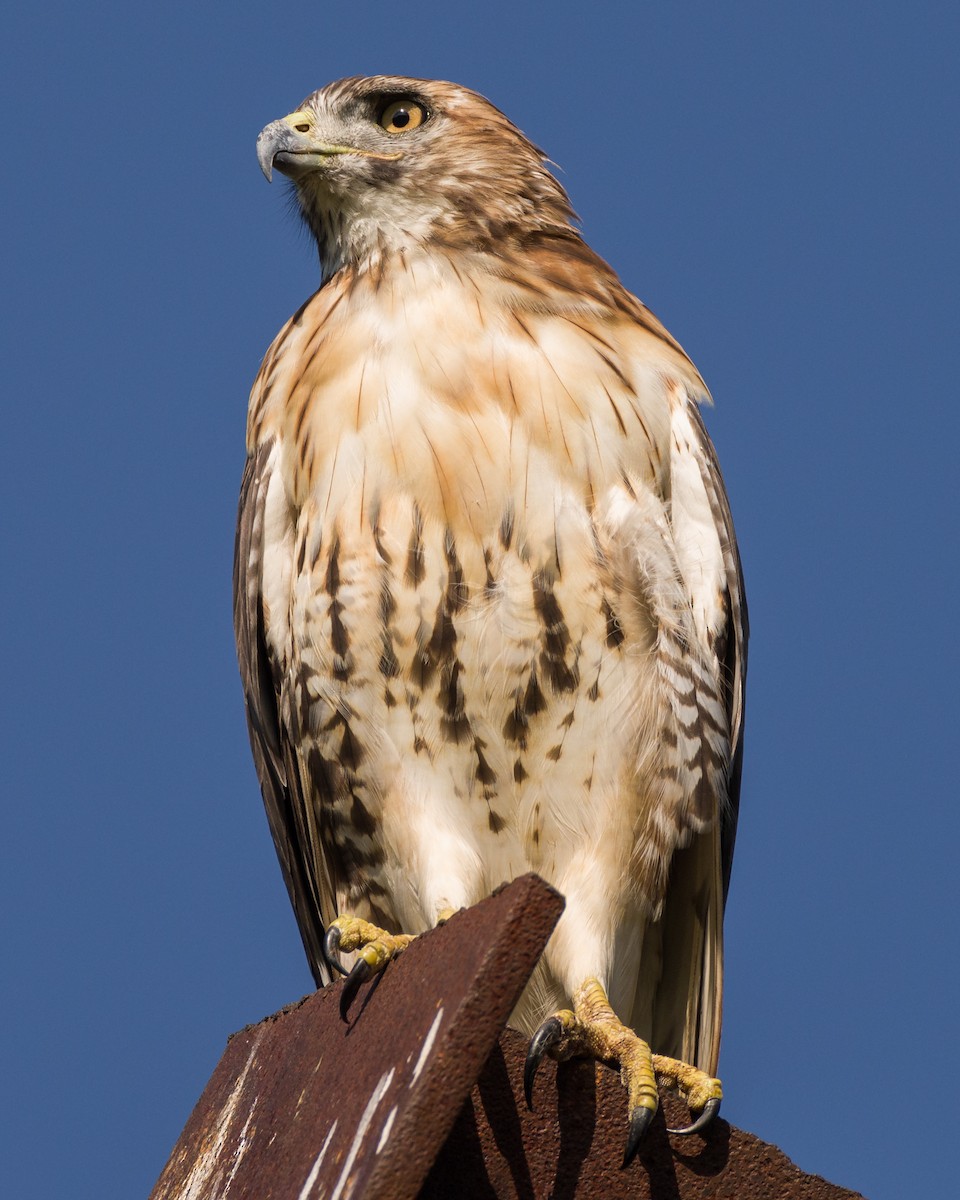 Red-tailed Hawk - ML257976121
