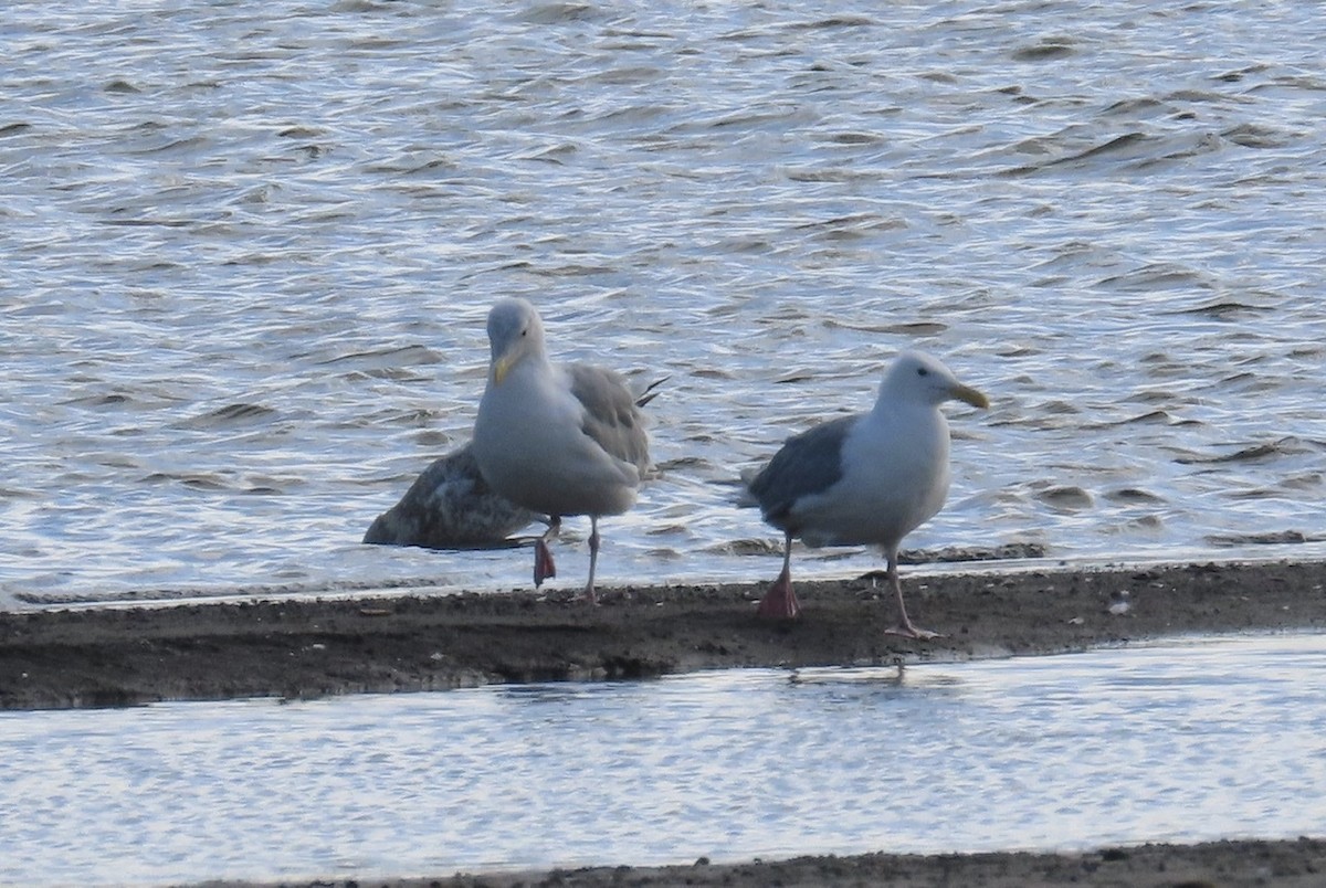 Glaucous-winged Gull - ML257976561