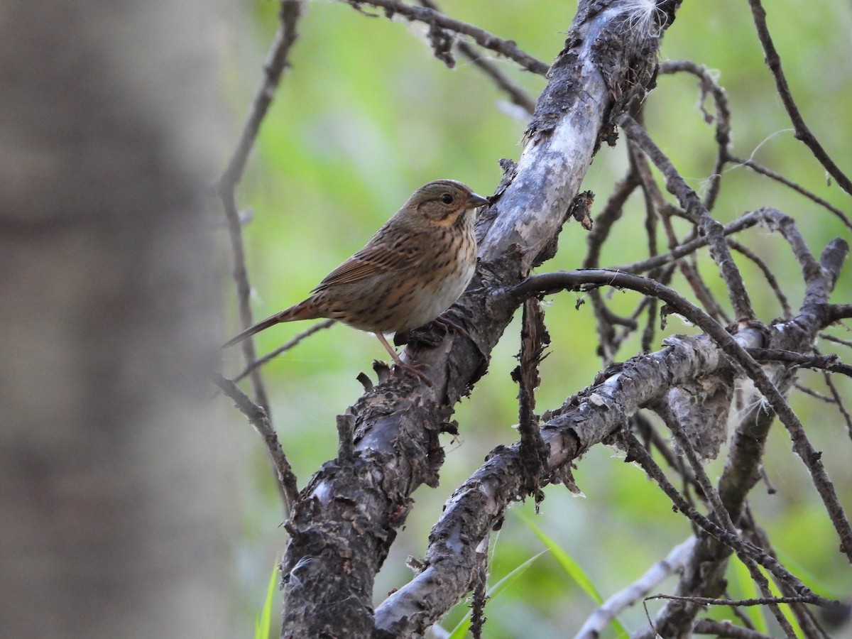 Lincoln's Sparrow - ML257977061
