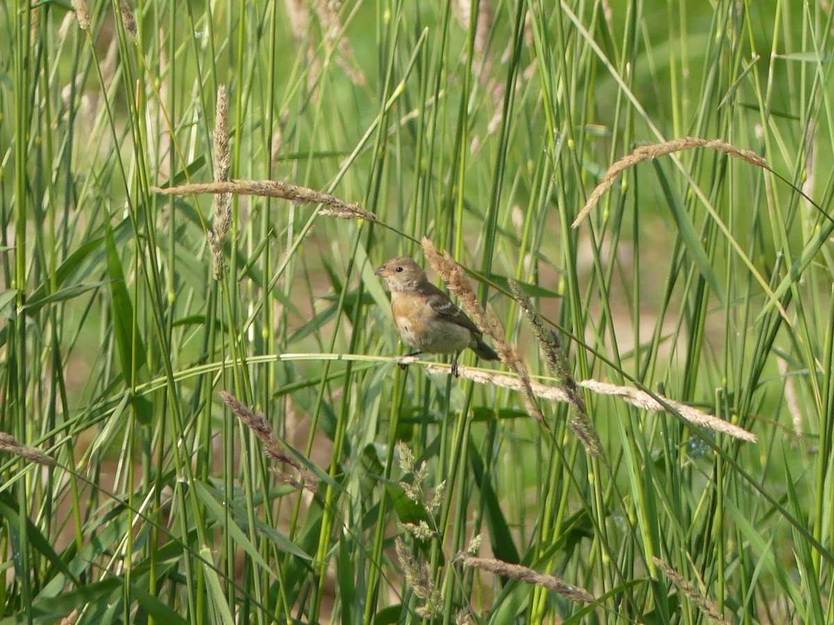 Lazuli Bunting - ML257977171