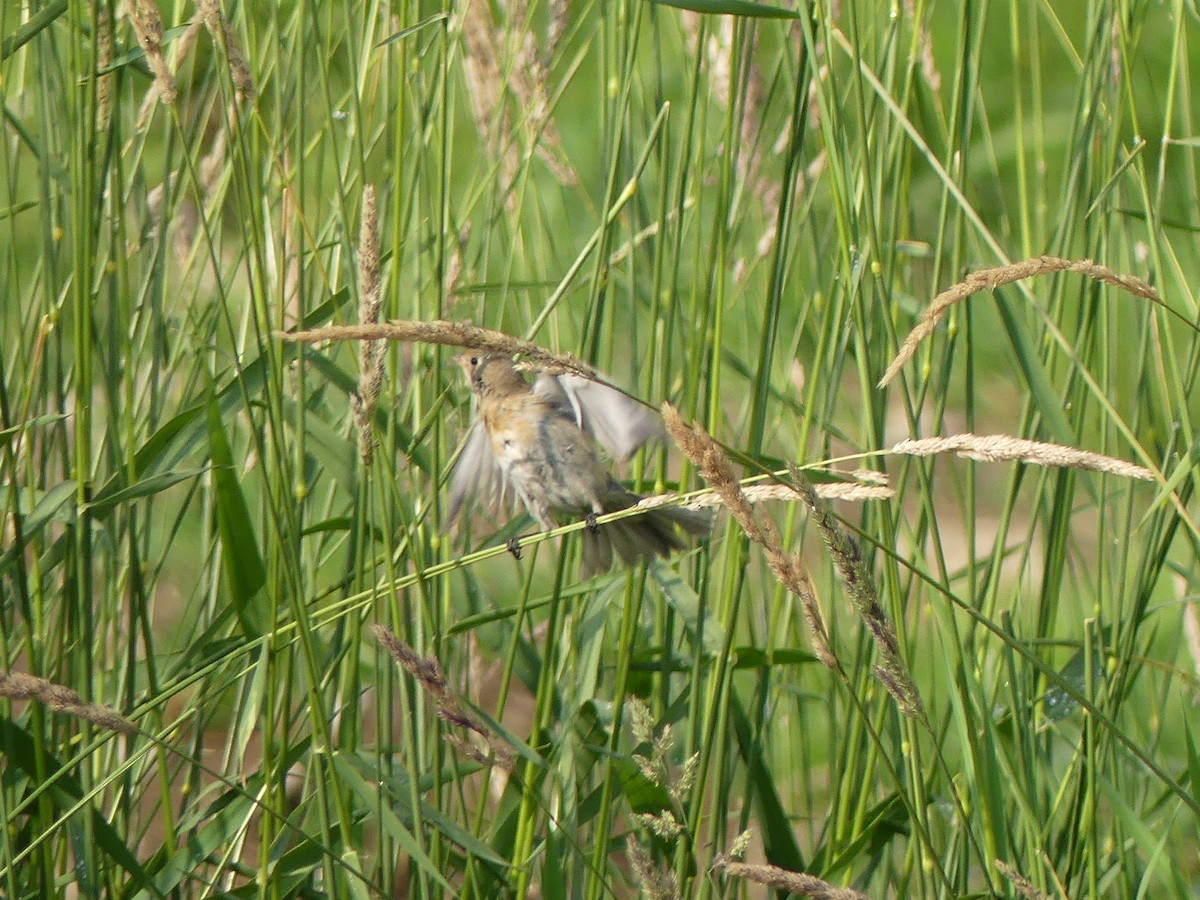 Lazuli Bunting - ML257977261