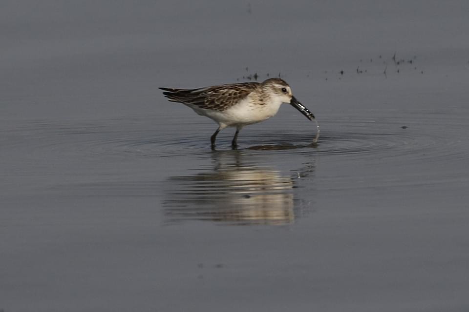 Western Sandpiper - ML257977831