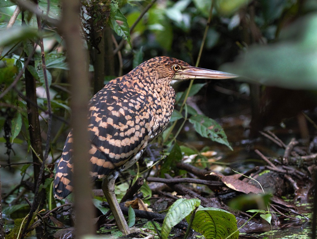 Rufescent Tiger-Heron - ML257978501