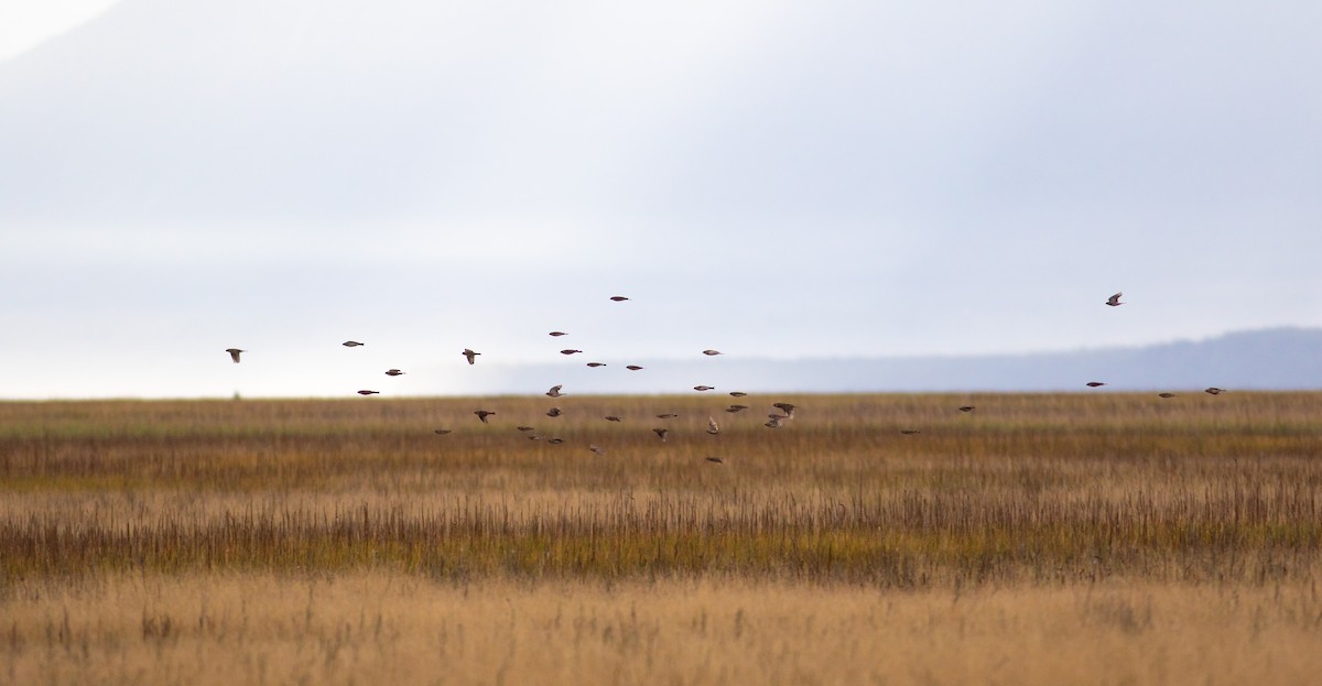 Lapland Longspur - ML257979911