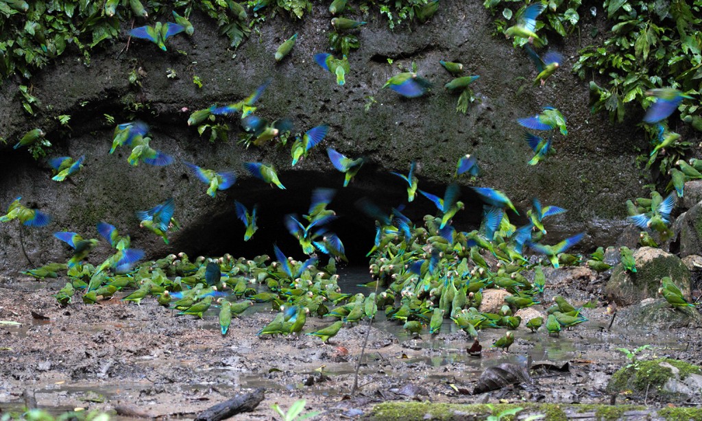 Cobalt-winged Parakeet - Charley Hesse TROPICAL BIRDING