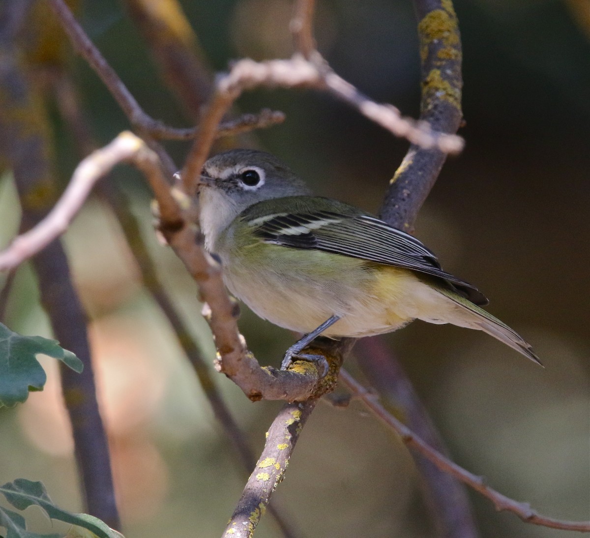 Vireo de Cassin - ML257982211