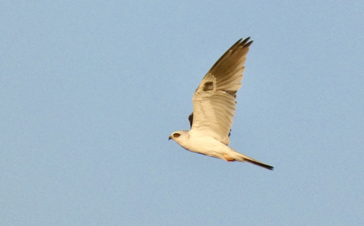 White-tailed Kite - ML257986151