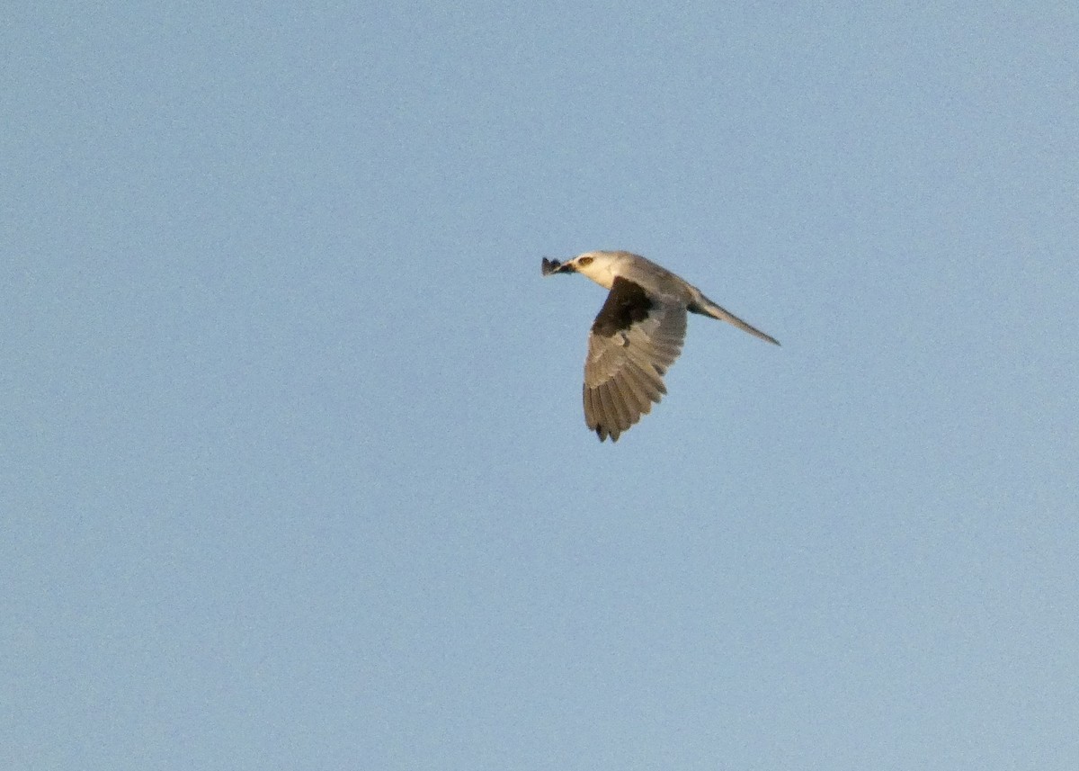 White-tailed Kite - ML257986171
