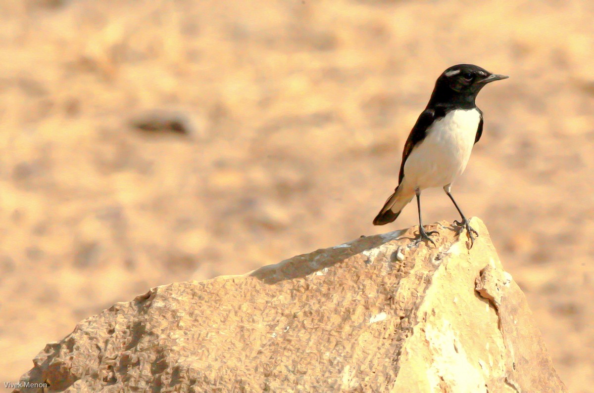 Variable Wheatear - ML257987001