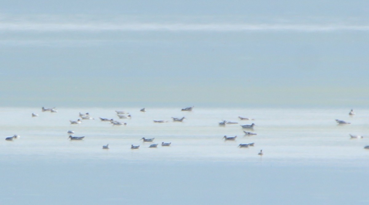 Wilson's Phalarope - ML257988331