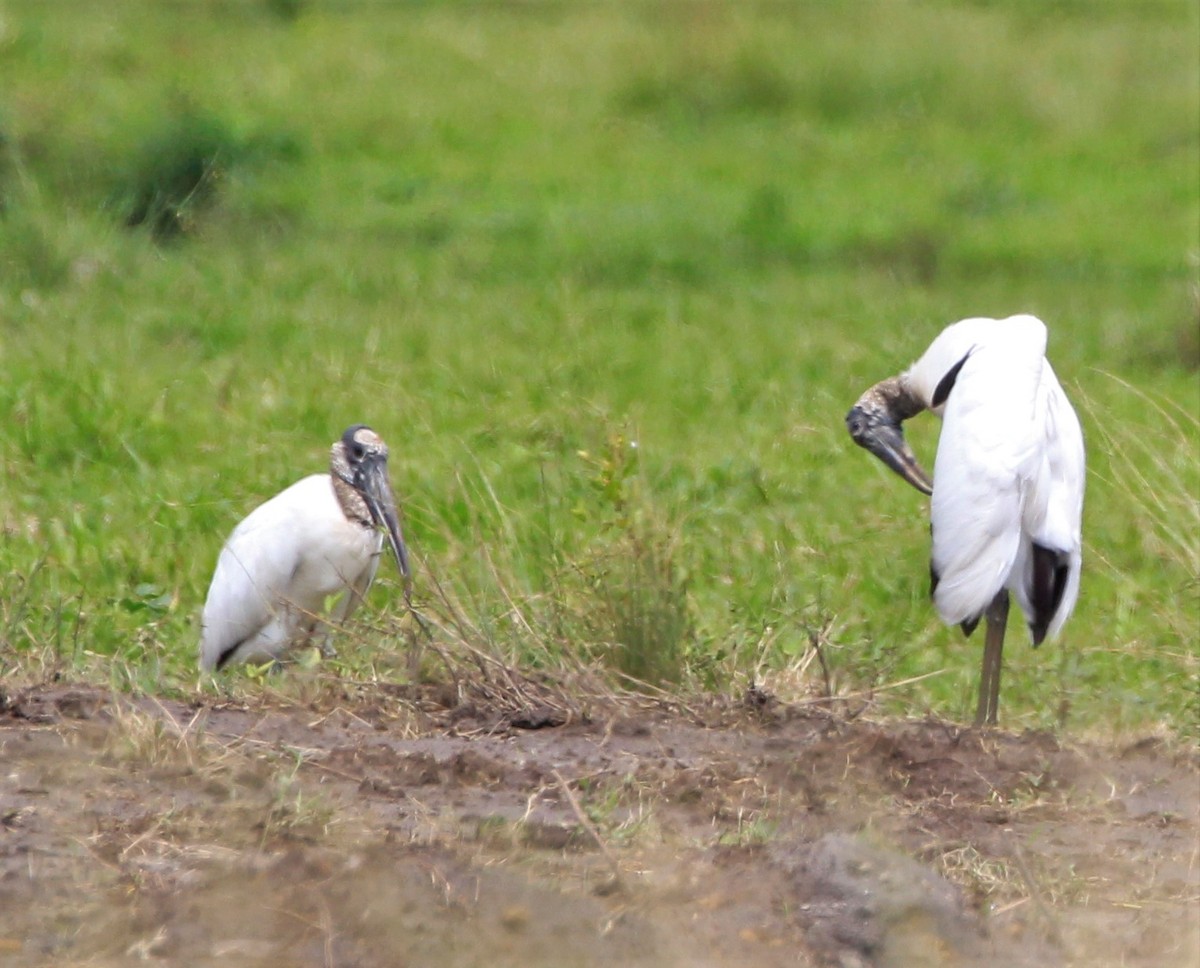 Wood Stork - ML257989301