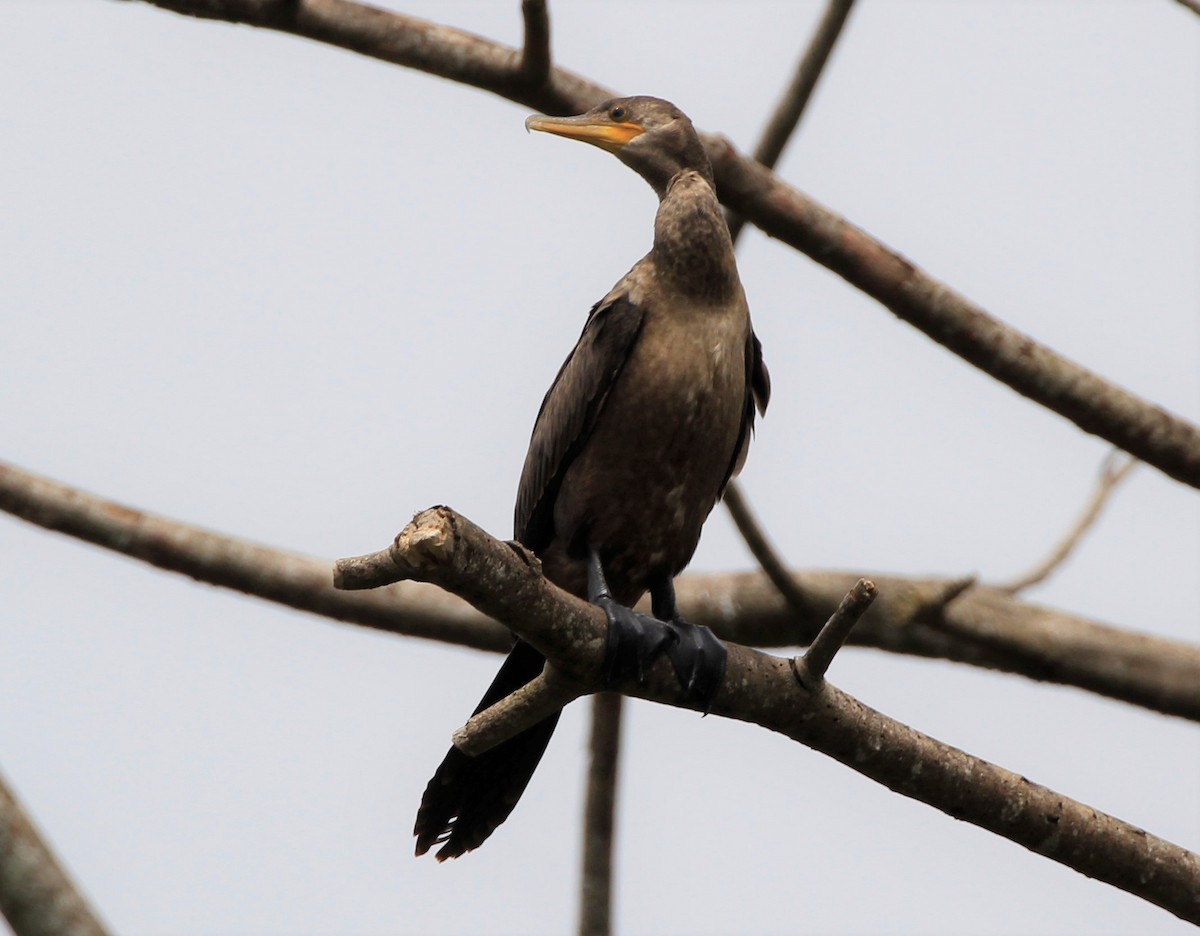 Neotropic Cormorant - ML257989331