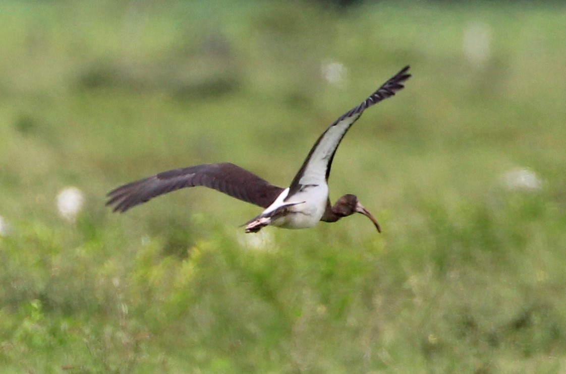 Ibis Blanco - ML257989391