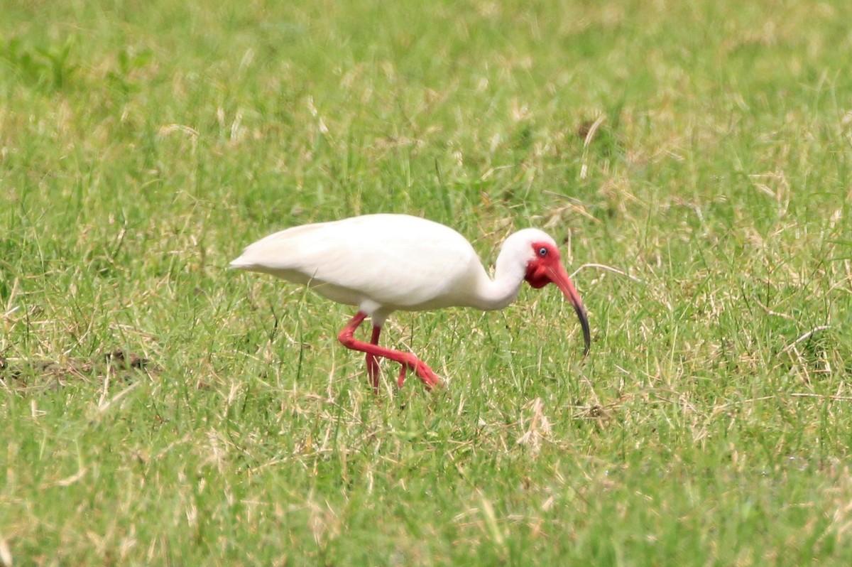 White Ibis - ML257989401