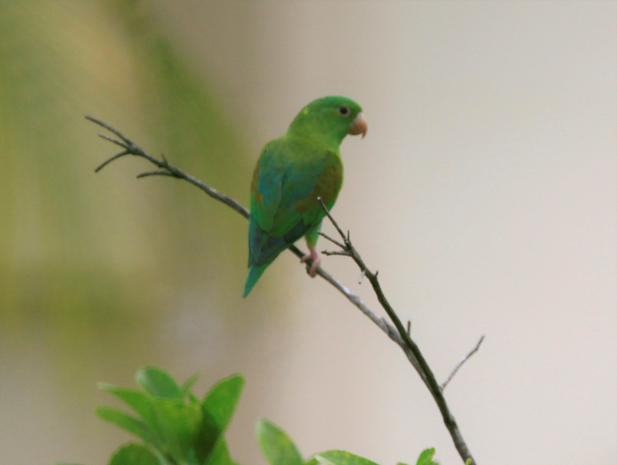 Orange-chinned Parakeet - Efraín Quiel