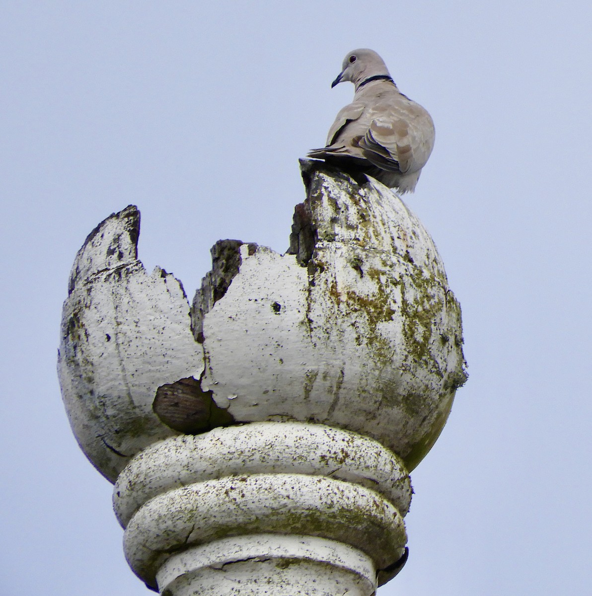 Eurasian Collared-Dove - kimberlie moutoux