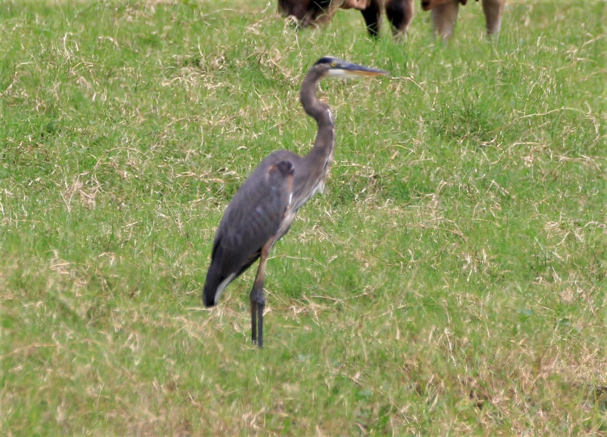 Garza Azulada - ML257989901