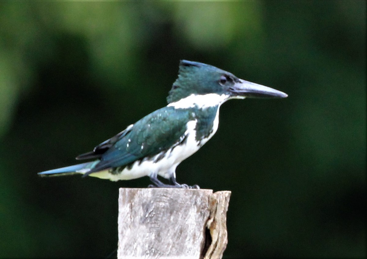 Amazon Kingfisher - Efraín Quiel