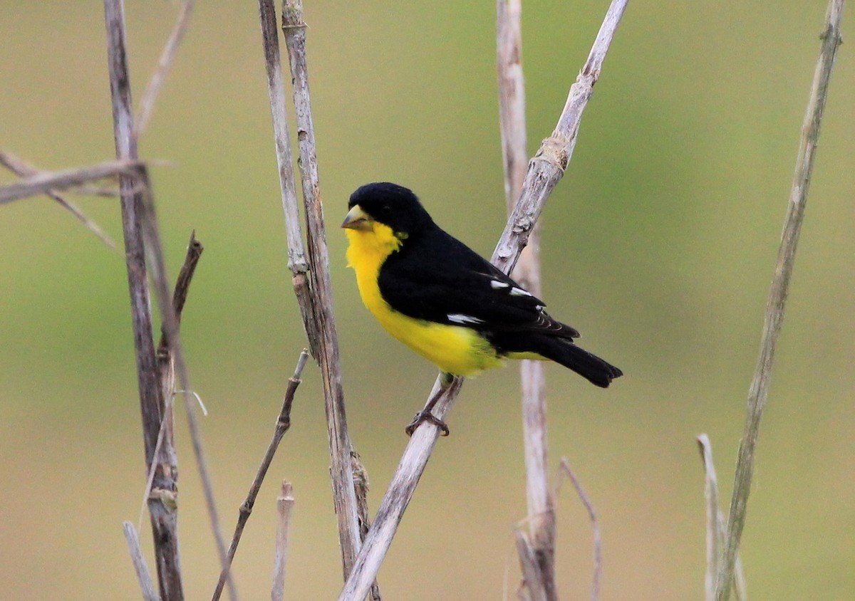 Lesser Goldfinch - ML257990001