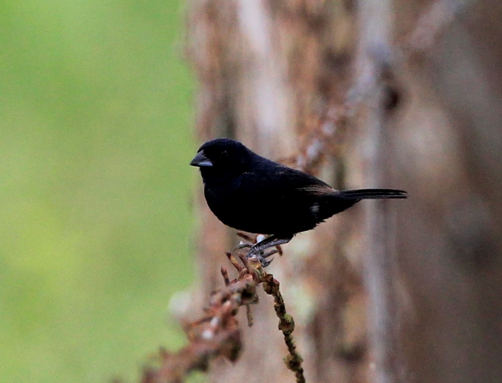 Blue-black Grassquit - Efraín Quiel