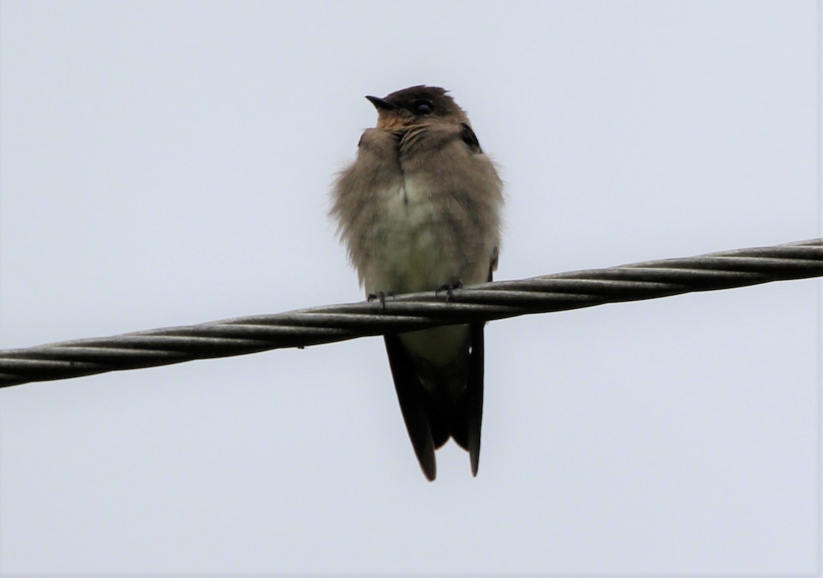 Golondrina Gorjirrufa - ML257990231