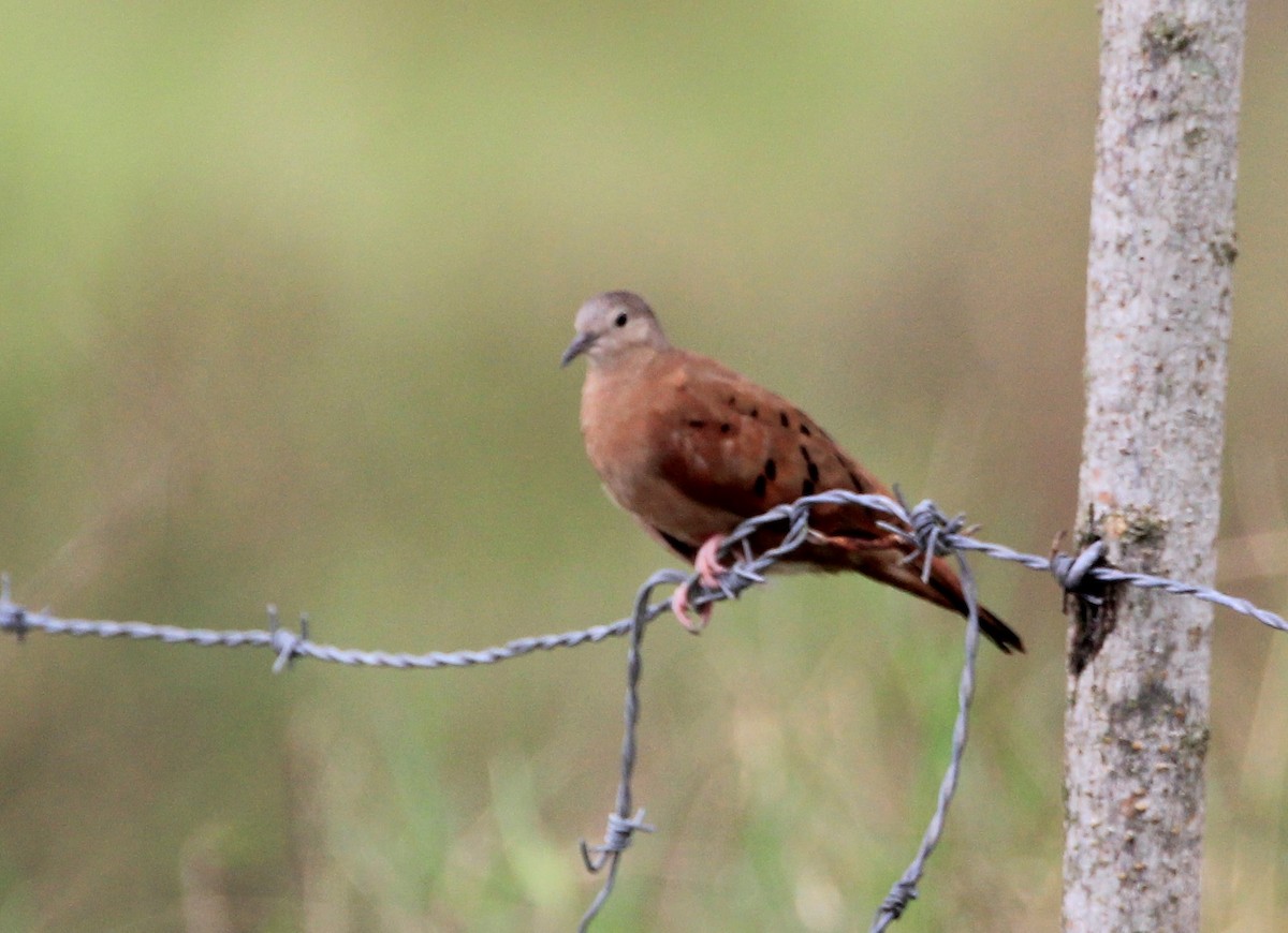 Ruddy Ground Dove - ML257990281