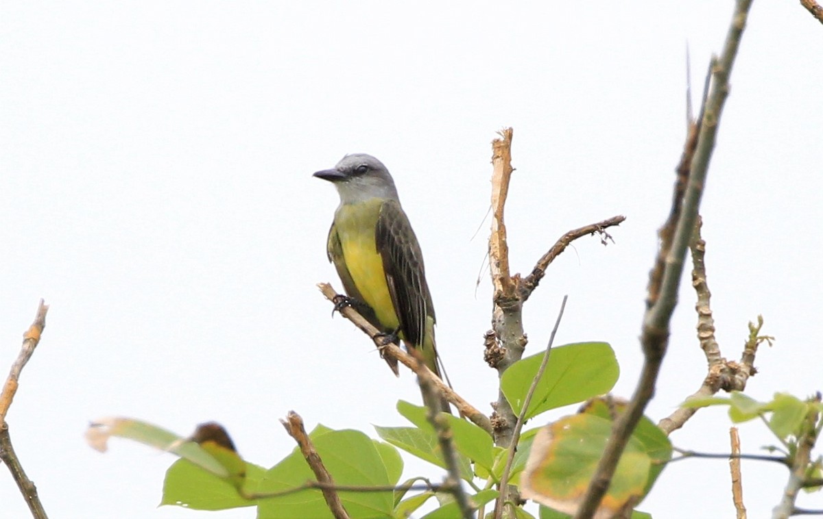 Tropical Kingbird - ML257990331