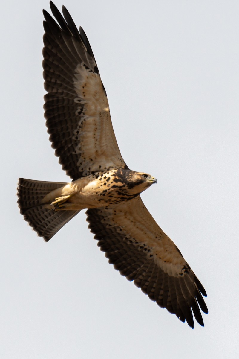 Swainson's Hawk - ML257990501