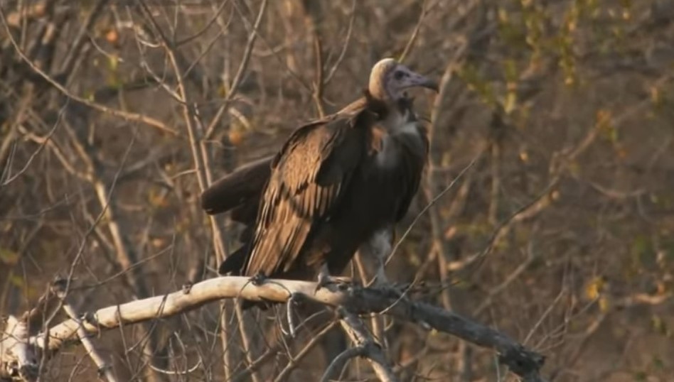 Hooded Vulture - ML257991891