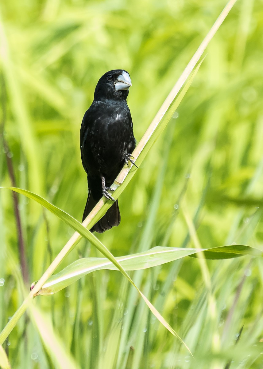 Large-billed Seed-Finch - David Monroy Rengifo