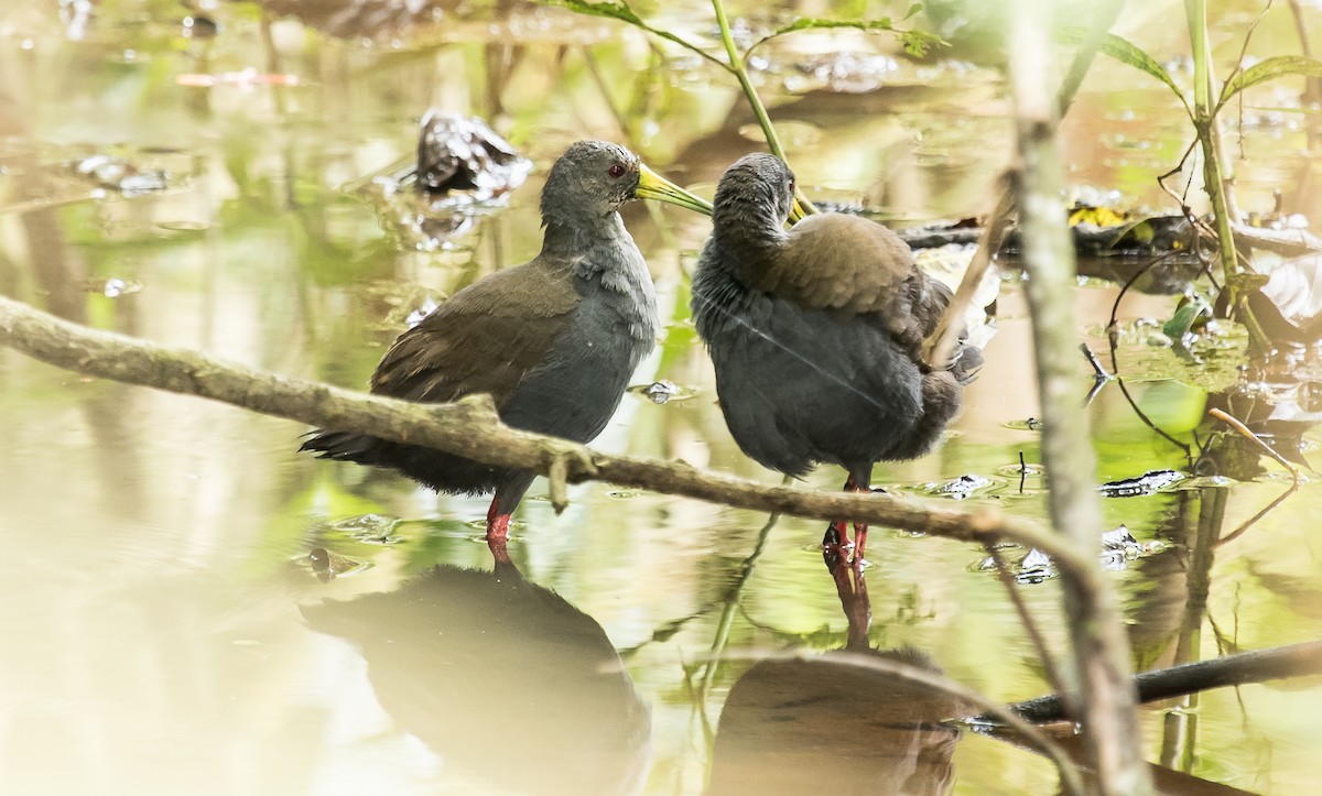 Blackish Rail - ML257992621