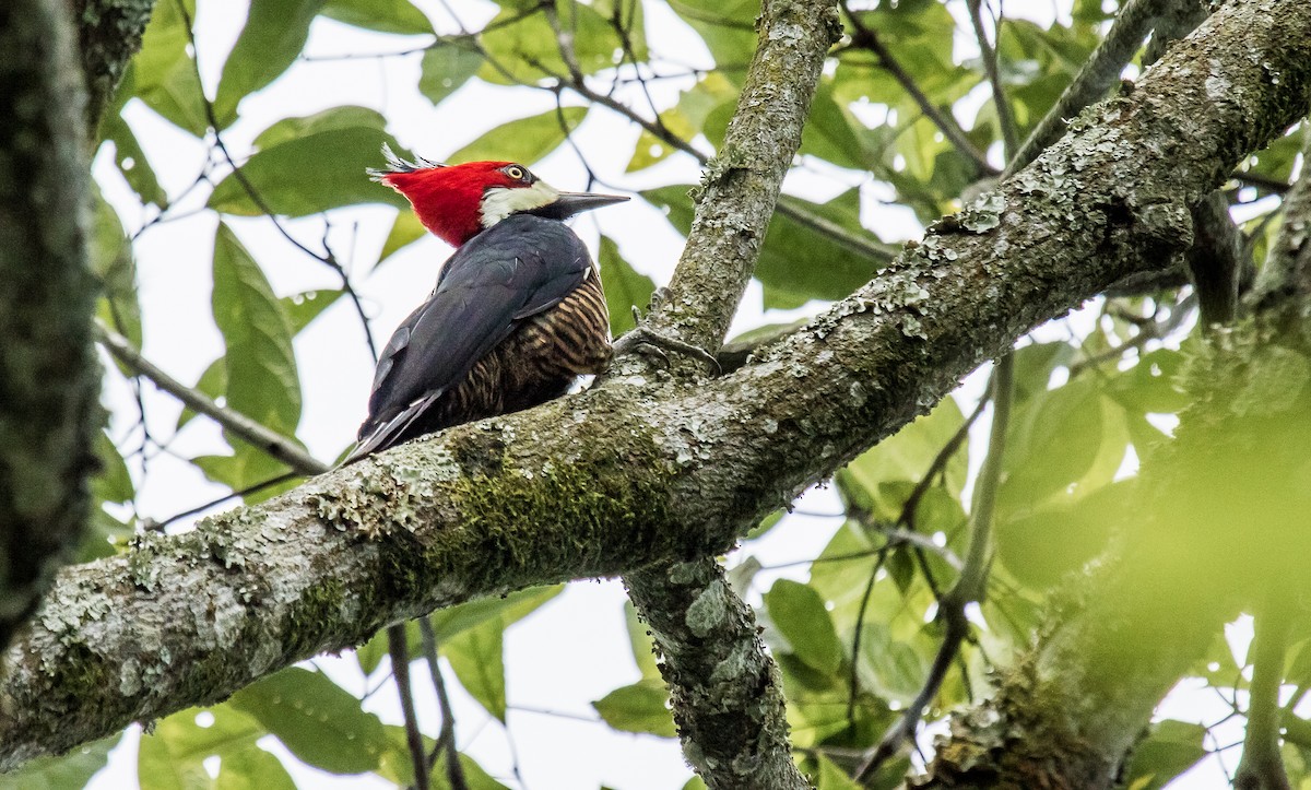 Crimson-crested Woodpecker - ML257992691