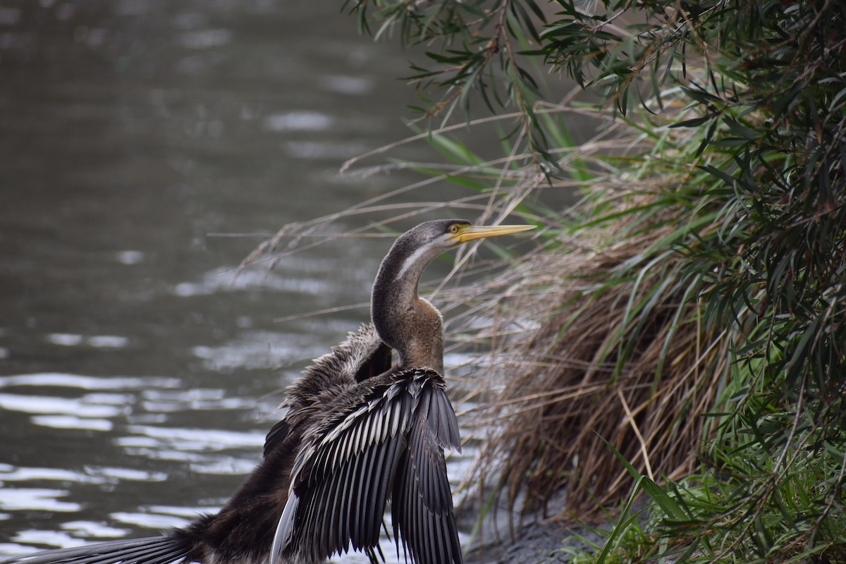 anhinga australská - ML257992981