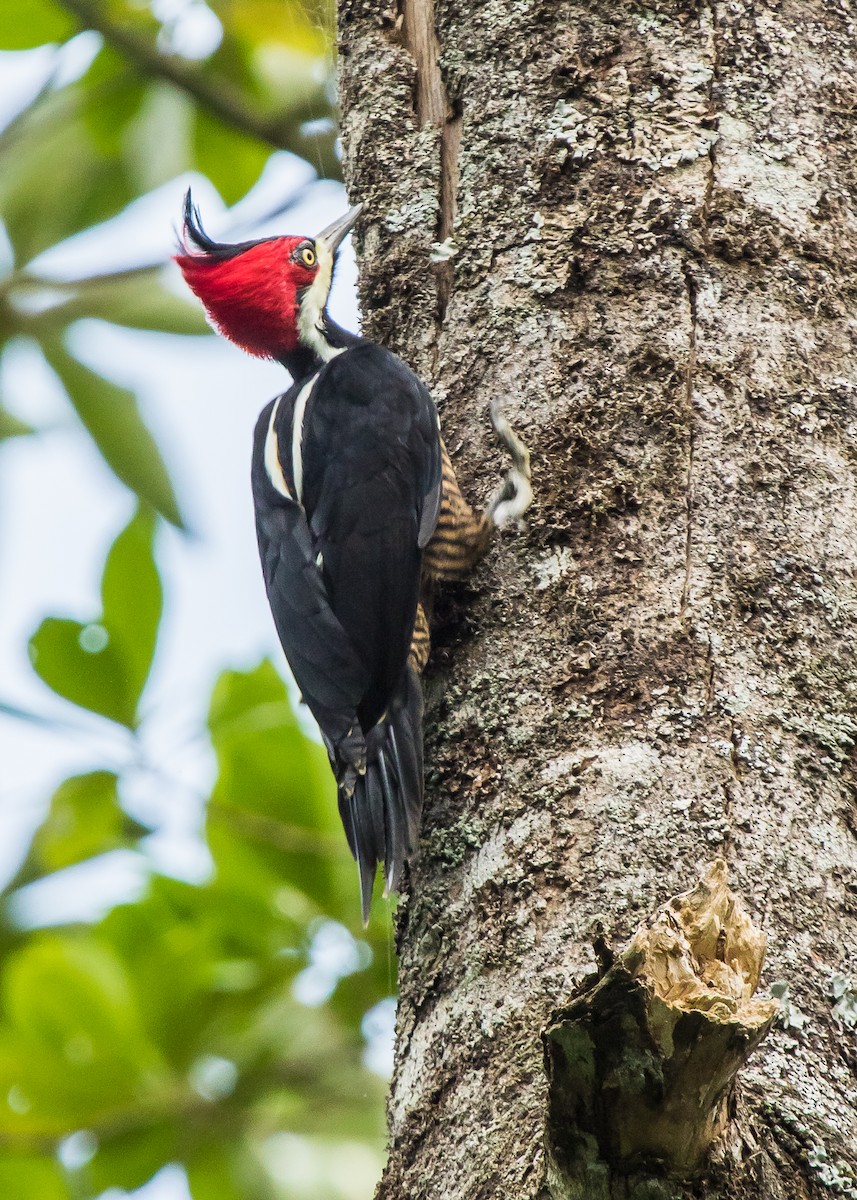 Crimson-crested Woodpecker - ML257993241