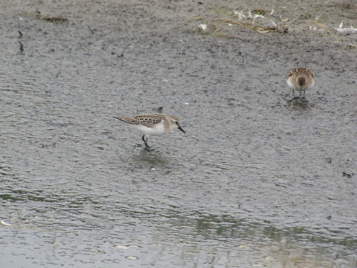 Semipalmated Sandpiper - ML257994291