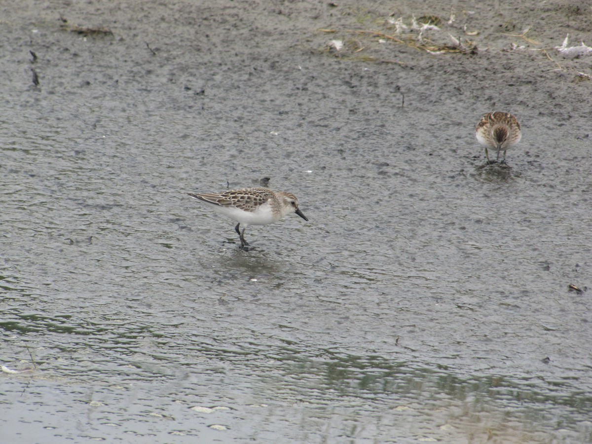 Semipalmated Sandpiper - ML257994291