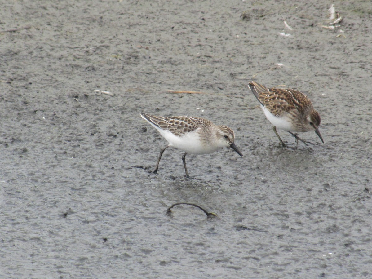 Semipalmated Sandpiper - ML257994321