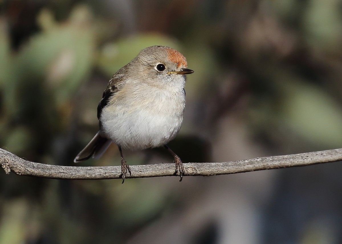 Red-capped Robin - ML257995641