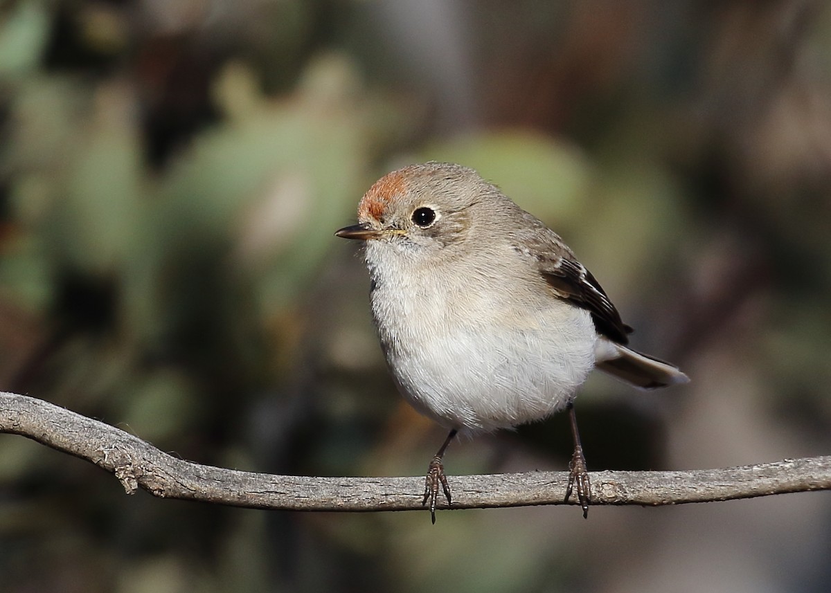 Red-capped Robin - ML257995681