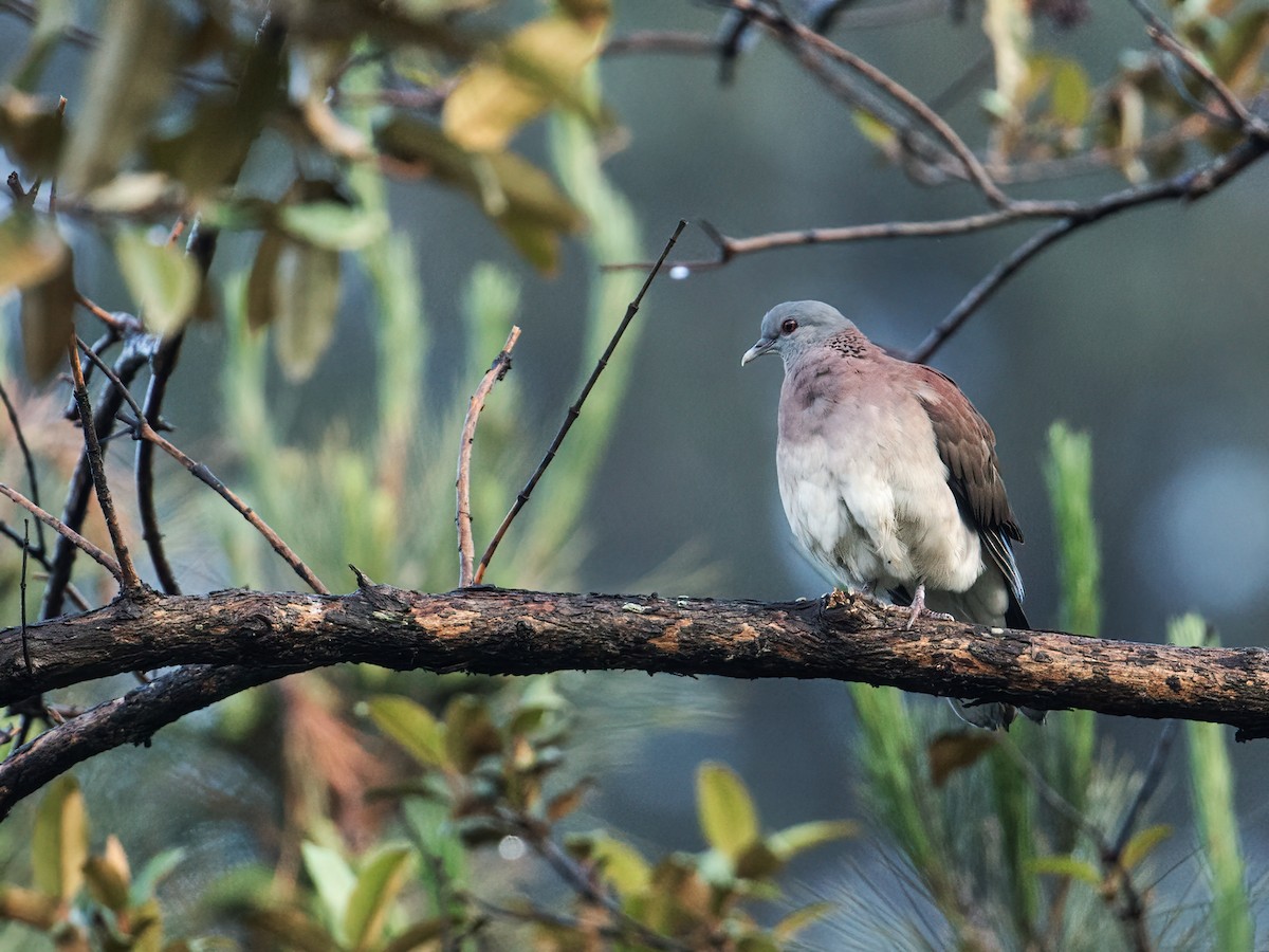 Pigeon de Madagascar - ML257995981