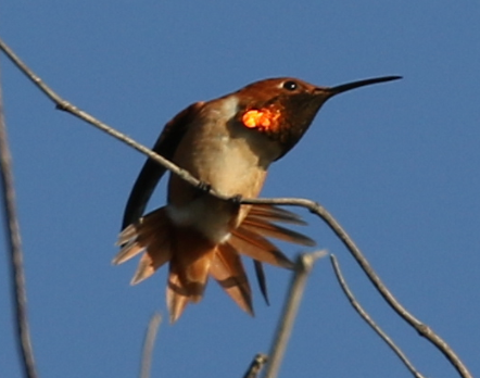 Colibrí de Allen - ML25799611