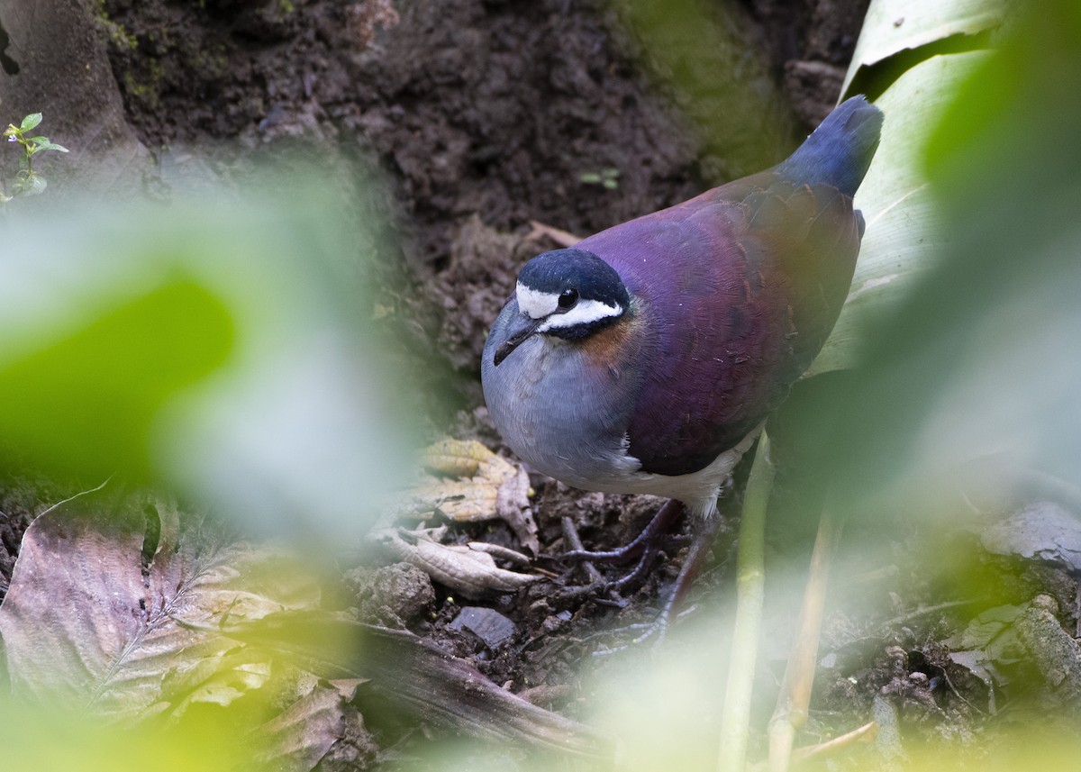 Purple Quail-Dove - ML257996131