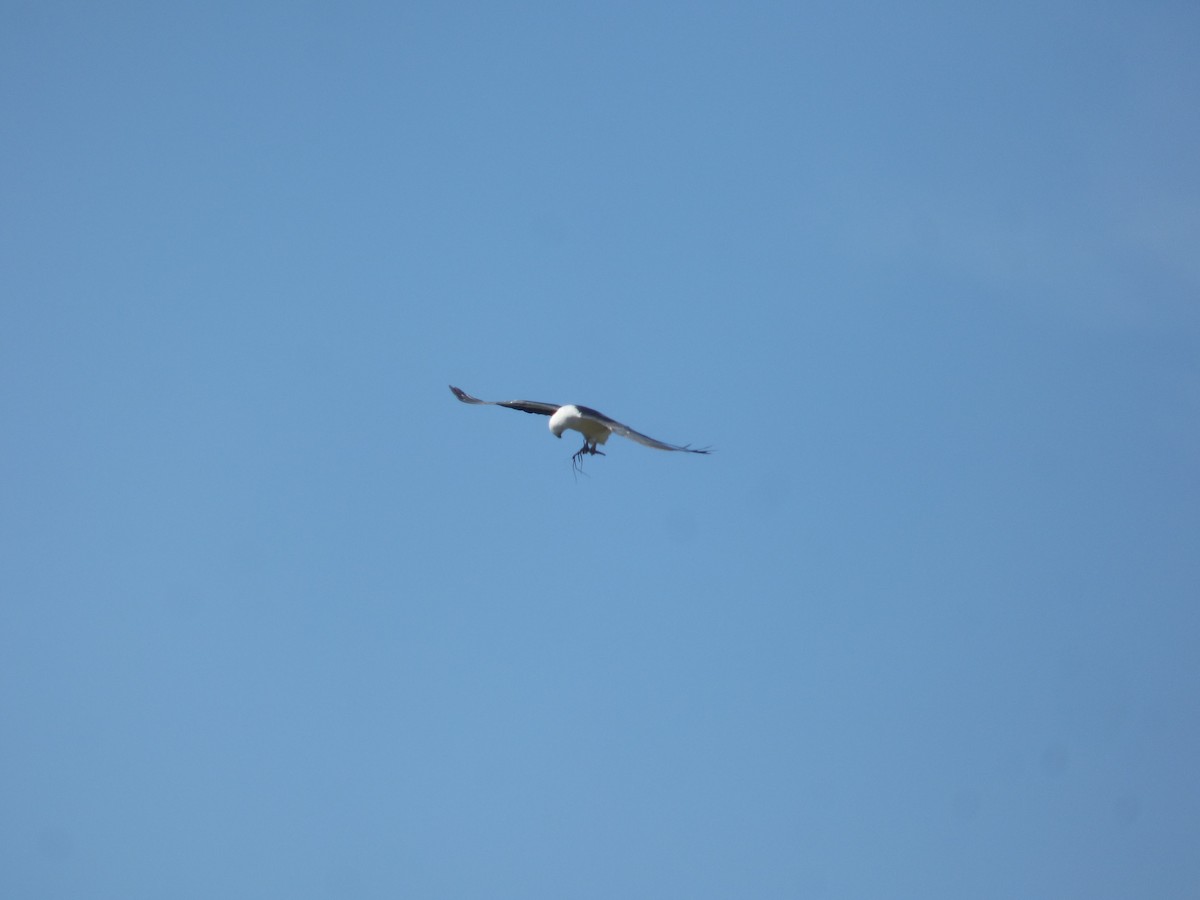 Swallow-tailed Kite - ML257996491