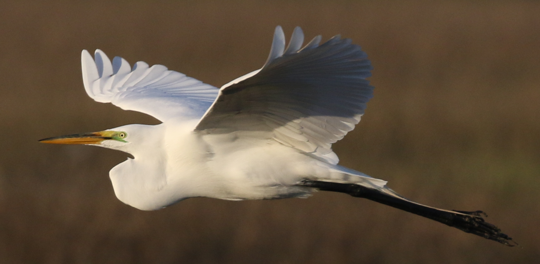 Great Egret - ML25799691